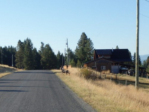 GDMBR: Deer approaching Stirling Road.