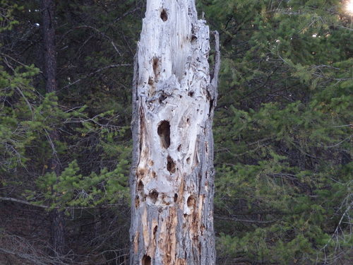 GDMBR: South of the town of Baynes Lake.