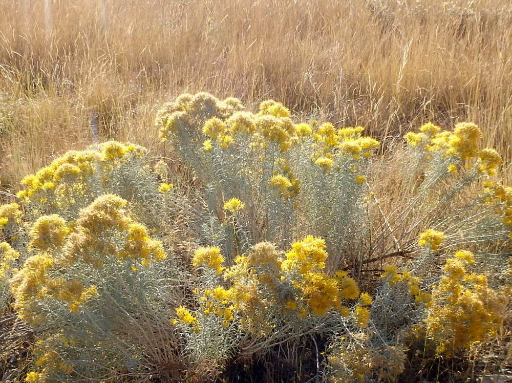 GDMBR: Luminous Rabbitbrush.