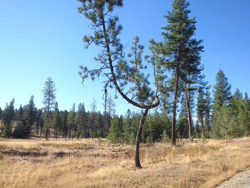 GDMBR:  A very interesting tree (it grew up with a tree-fall on it).