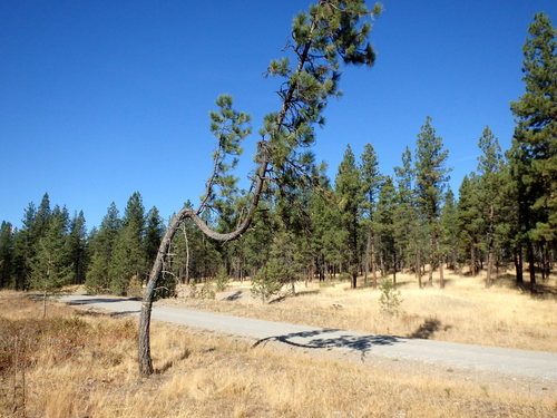 GDMBR:  A very interesting tree (it grew up with a tree-fall on it).