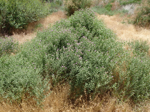 Desert Bushes in Bloom.