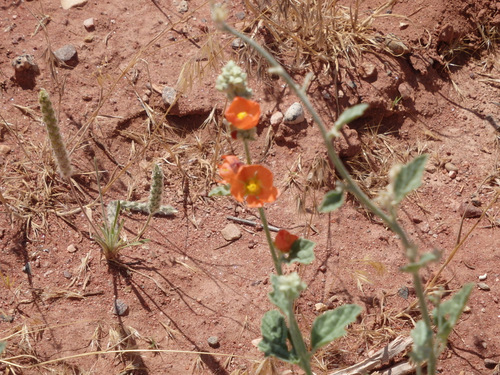 Globemallow, I think.