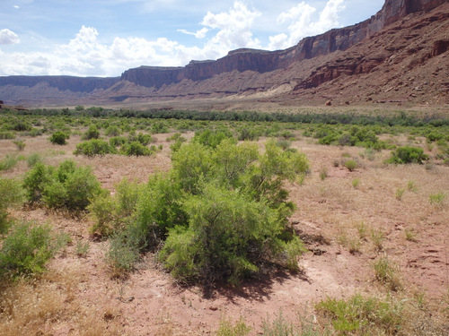 Green Sage Bushes.