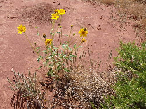 Sun Flower variant.