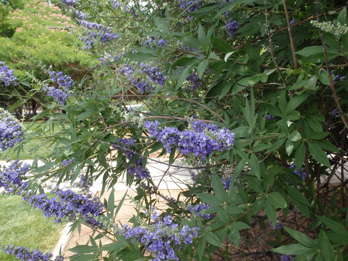 Flowering trees at our trail side park in Santa Clara.