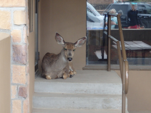 This Doe has taken residency at the Ski Reort.