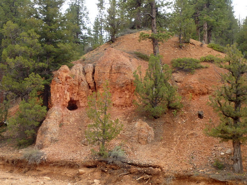 Bike Path through Dixie National Forest.