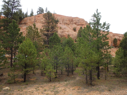Bike Path through Dixie National Forest.