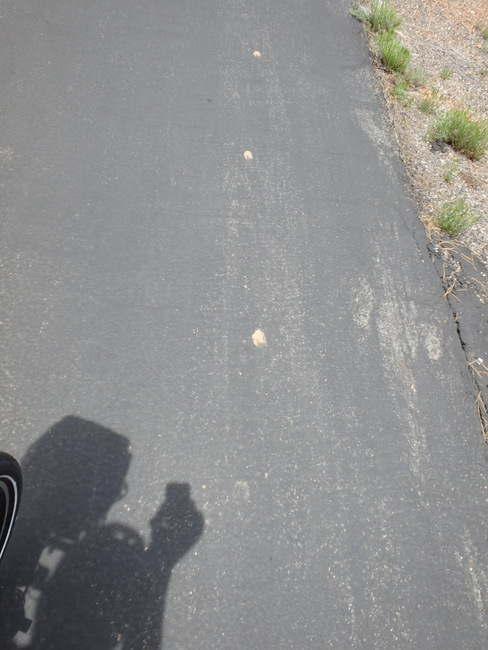 Likely Deer Tracks but possibly a big Antelope.