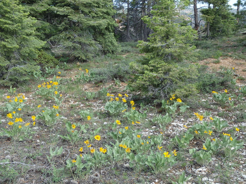 Sun Flower variants.