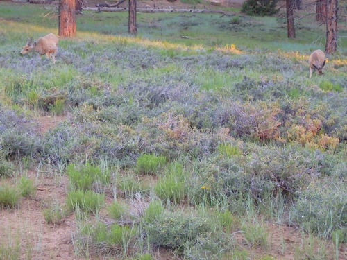 Walking back for breakfast, deer in the field.