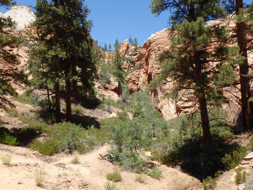 Pedaling through Zion NP.