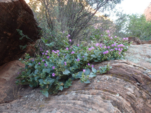 Lavender Blooms.