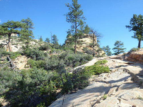 West Rim Trail.