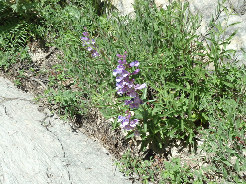 West Rim Trail.