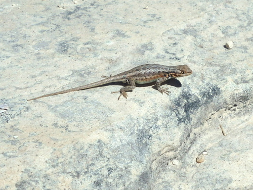 West Rim Trail.