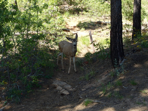 West Rim Trail.