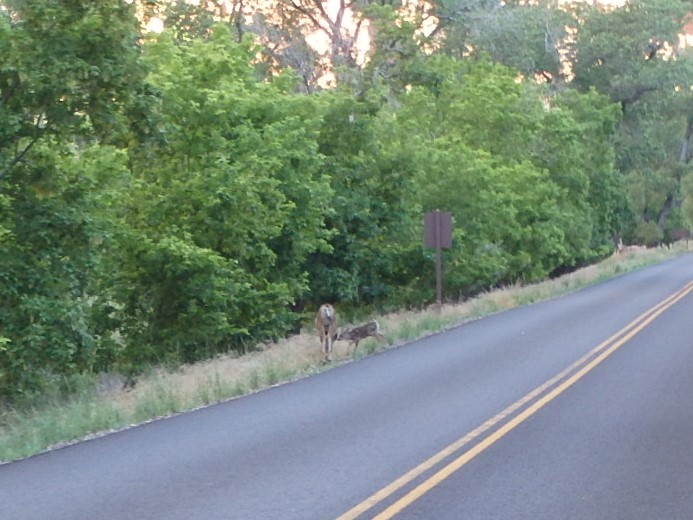 Surprised a Fawn having breakfast.