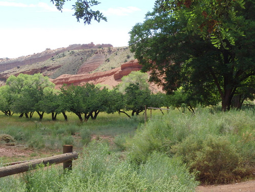 This was an old orchard.