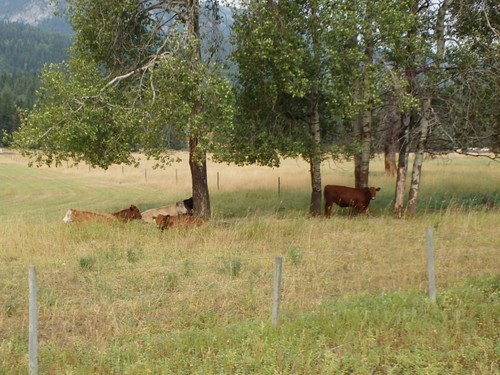 GDMBR: Cows.