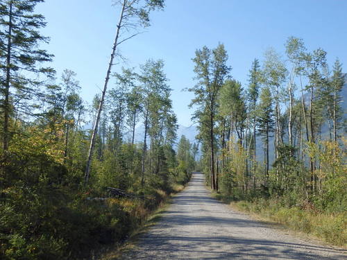 GDMBR: Riding south on Cokato Road.