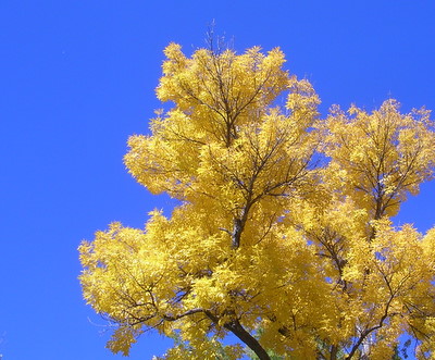 Fall Leaves