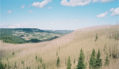 Aspen Forest, no buds yet.