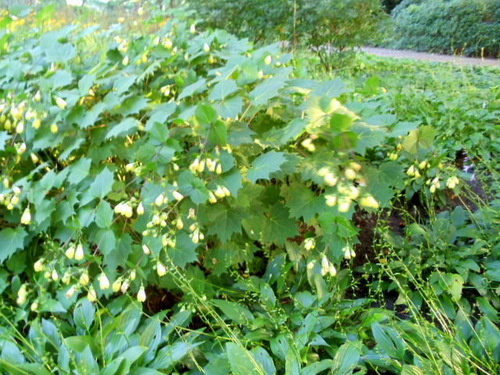 Planten un Blomen