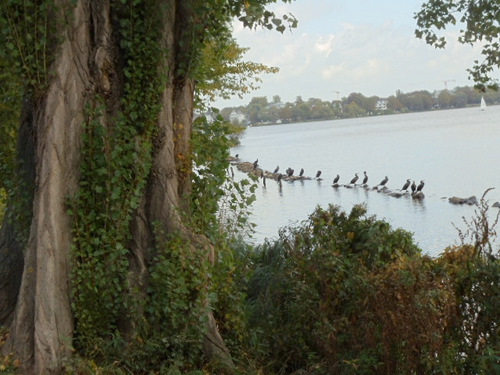 Waterfowl on Lake Alster.