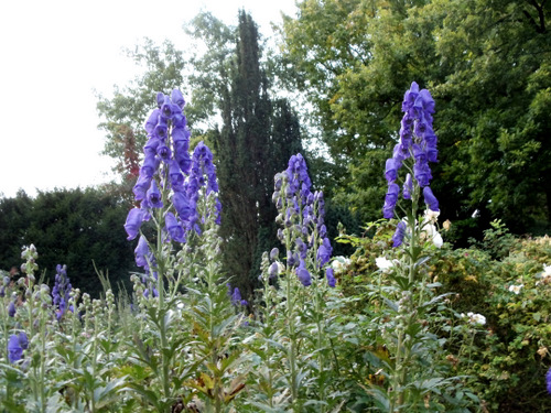 Planten Bloomin Trail.