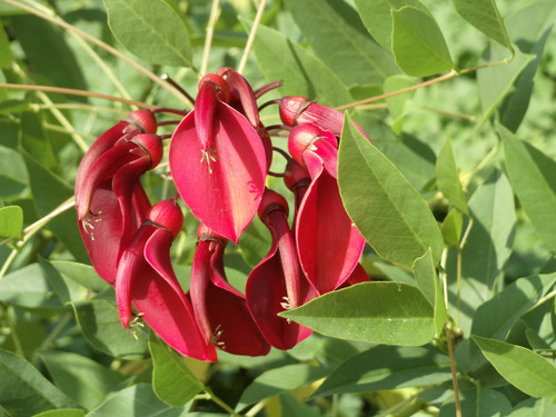 Flowers of the Planten Bloomin walkway.