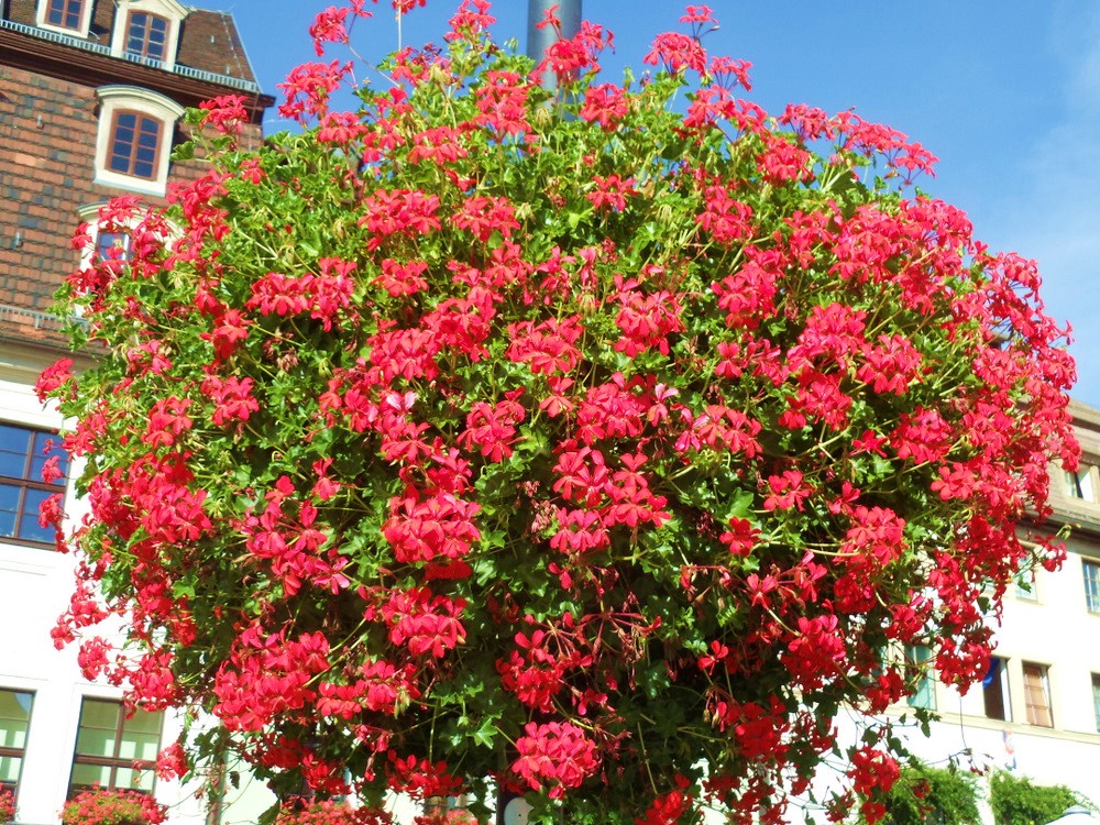 Hanging basket in a town walkway.