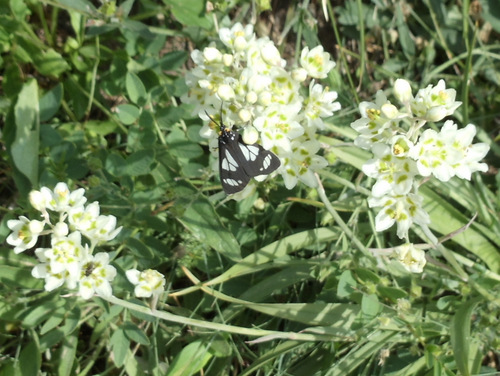 White Alpinne Flowers with Black & White Butterfly.