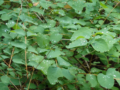 These are Blueberry Bushes.