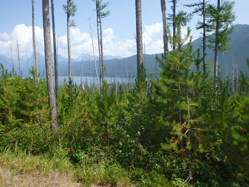 Looking southeast at McDonald Lake.