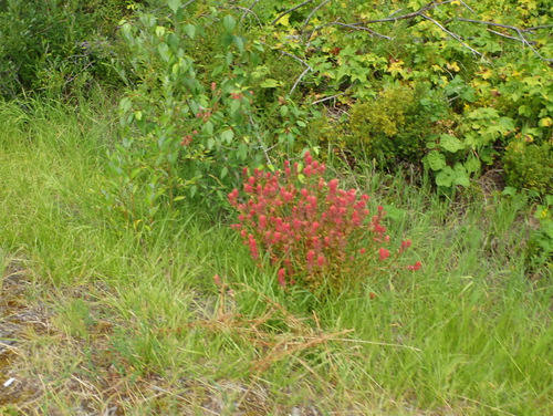 Indian Paintbrush.