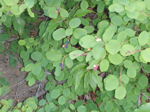 Huckleberries, ripe on the roadside, no place for a car to pull over but there was room for a cyclist.