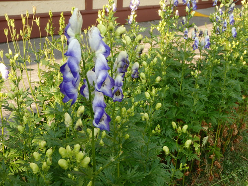 Fox Glove Blooming and Budding.