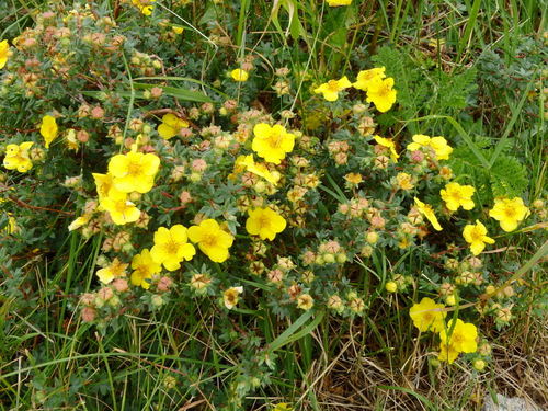 Cinquefoil, more commonly known as Potentilla.