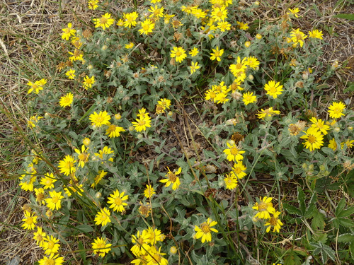 Yellow Daisies.