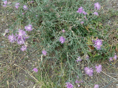 Wild Bergamot.