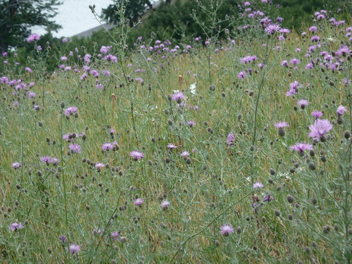 Wild Bergamot.