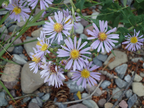Called Purple Daisies but I think that they may be Purple Asters.
