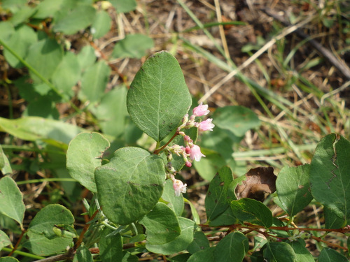 These will become berries, probably Blueberries.