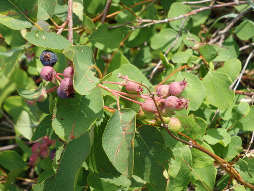 These are Huckleberries or Saskatoon Berries.