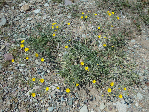 Tough Cinquefoil - Blackfeet Indian Reservation.
