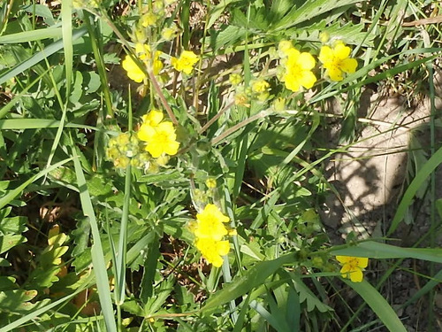 Cinquefoil.