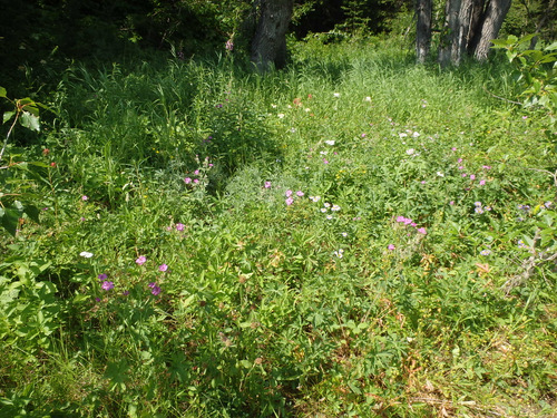 Geraniums, Purple Asters, and Indian Paint Brush.