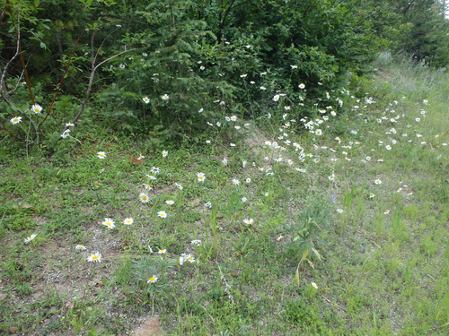 Daisies.